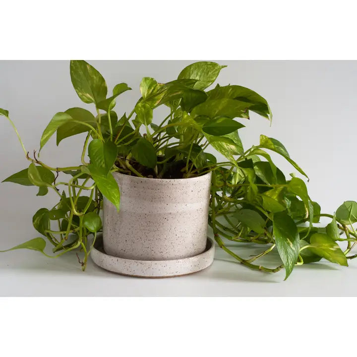 Large Planter